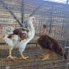 2 X CHICKEN ROOSTER & HEN PIET RADEBE (Per animal to take the lot)