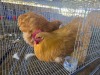 2 X CHICKEN ROOSTER & HEN HANNES JORDAAN (Per animal to take the lot)