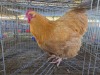 1 X CHICKEN ROOSTER HANNES JORDAAN
