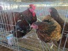3 X CHICKEN ROOSTER & HEN HANNES JORDAAN (Per animal to take the lot)