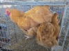 2 X CHICKEN ROOSTER & HEN HANNES JORDAAN (Per animal to take the lot)