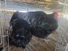 2 X CHICKEN ROOSTER & HEN HANNES JORDAAN (Per animal to take the lot)