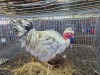 1 X CHICKEN ROOSTER NKUMELENI GENETIKA & TELING