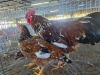 3 X CHICKEN ROOSTER & HEN NKUMELENI GENETIKA & TELING (Per animal to take the lot)