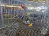 2 X CHICKEN ROOSTER & HEN NKUMELENI GENETIKA & TELING (Per animal to take the lot)
