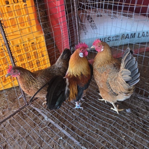 3 X CHICKEN ROOSTER & HEN CORNE (Per animal to take the lot)