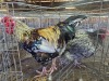 2 X CHICKEN ROOSTER & HEN NKUMELENI GENETIKA & TELING (Per animal to take the lot)