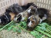 16 X GUINEA PIG MIX THE FARMERS HUB (Per animal to take the lot)