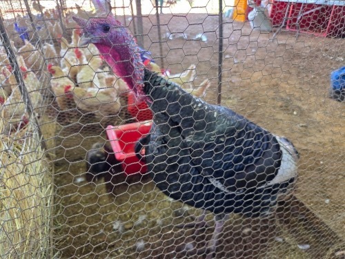 1 X KALKOEN MALE THE FARMERS HUB