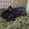 1 X RABBIT ? THE FARMERS HUB