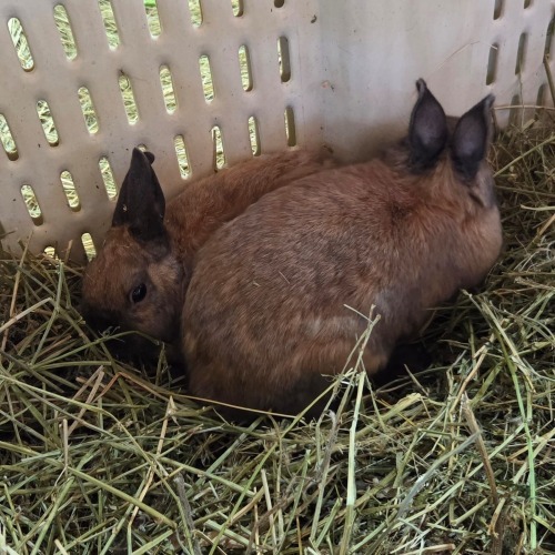 2 X RABBIT ? THE FARMERS HUB (Per animal to take the lot)