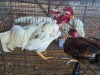 2 X CHICKEN ROOSTER CHOPPER (Per animal to take the lot)