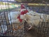 2 X CHICKEN ROOSTER CHOPPER (Per animal to take the lot)