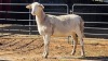 1 X MEATMASTER EWE CORNE DU PLESSIS SAFARIS