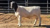 1 X DORPER RAM TIEGERPOORT DORPERS