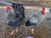 2 X CHICKEN ROOSTER THE FARMERS HUB (Per animal to take the lot)