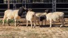 4 X DORPER RAM TIEGERPOORT DORPERS (Per animal to take the lot)