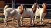 3 X BOERBOK DOE CORNE DU PLESSIS SAFARIS (Per animal to take the lot)