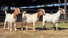 3 X BOERBOK DOE CORNE DU PLESSIS SAFARIS (Per animal to take the lot)