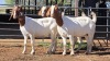 3 X BOERBOK DOE CORNE DU PLESSIS SAFARIS (Per animal to take the lot)