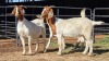 3 X BOERBOK DOE CORNE DU PLESSIS SAFARIS (Per animal to take the lot)