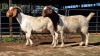 2 X BOERBOK DOE CORNE DU PLESSIS SAFARIS (Per animal to take the lot)