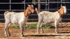 2 X BOERBOK BUCK CORNE DU PLESSIS SAFARIS (Per animal to take the lot)