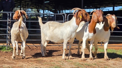 4 X BOERBOK DOE CORNE DU PLESSIS SAFARIS (Per animal to take the lot)