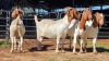 4 X BOERBOK DOE CORNE DU PLESSIS SAFARIS (Per animal to take the lot)