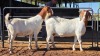 2 X BOERBOK DOE CORNE DU PLESSIS SAFARIS (Per animal to take the lot)