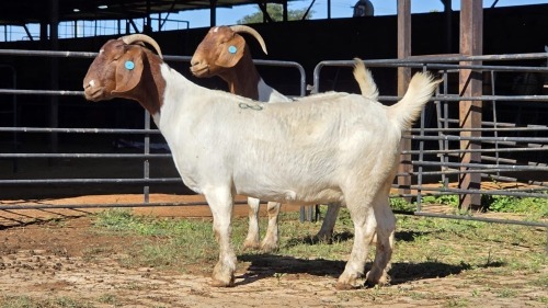 2 X BOERBOK DOE CORNE DU PLESSIS SAFARIS (Per animal to take the lot)