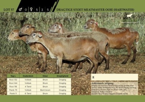 LOT 57 5X&nbsp; Stoet Meatmaster Ooie (Hartwater) 4 Dragtig, 1 Met Lam