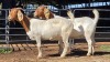 2 X BOERBOK DOE CORNE DU PLESSIS SAFARIS (Per animal to take the lot)