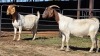 2 X BOERBOK DOE CORNE DU PLESSIS SAFARIS (Per animal to take the lot)