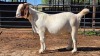 1 X BOERBOK DOE CDP AUCTIONEERS