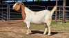 1 X BOERBOK DOE CDP AUCTIONEERS