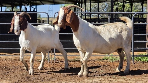 2 X BOERBOK DOE CORNE DU PLESSIS SAFARIS (Per animal to take the lot)