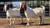 2 X BOERBOK DOE CORNE DU PLESSIS SAFARIS (Per animal to take the lot)