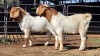 2 X BOERBOK BUCK DG VAN DER MERWE (Per animal to take the lot)