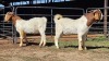 2 X BOERBOK BUCK DG VAN DER MERWE (Per animal to take the lot)