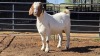 1 X BOERBOK DOE CDP AUCTIONEERS