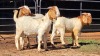 3 X BOERBOK BUCK DG VAN DER MERWE (Per animal to take the lot)