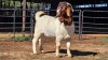 1 X BOERBOK BUCK DG VAN DER MERWE