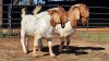 2 X BOERBOK BUCK DG VAN DER MERWE (Per animal to take the lot)