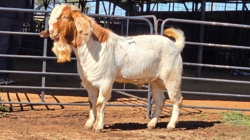 1 X BOERBOK BUCK DG VAN DER MERWE