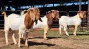 3 X BOERBOK BUCK DG VAN DER MERWE (Per animal to take the lot)
