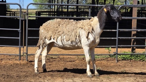 1 X DORPER EWE CHOPPER