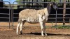 1 X DORPER EWE CHOPPER