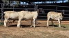 3 X DORPER EWE CHOPPER (Per animal to take the lot)
