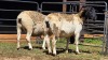 2 X DORPER EWE CHOPPER (Per animal to take the lot)